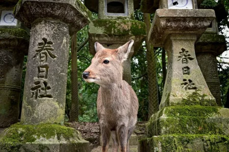 The Ancient Capital: Bespoke Nara Journey (with Private Chauffeur & Expert Guide)