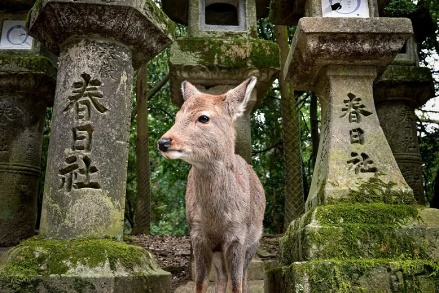 The Ancient Capital: Bespoke Nara Journey (with Private Chauffeur & Expert Guide)